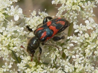 COLEOTTERI NEL FORUM - Famiglia Cleridae